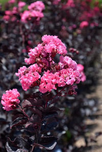 Lagerstroemia indica oya ağacı Black Diamond Shell Pink