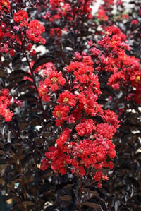 Lagerstroemia indica oya ağacı Black Diamond Best Red