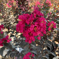 Lagerstroemia indica oya ağacı Black Diamond Mystic Magenta