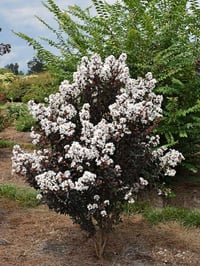 Lagerstroemia indica oya ağacı Black Diamond Pure White