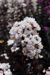 Lagerstroemia indica oya ağacı Black Diamond Pure White