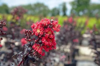 Lagerstroemia indica oya ağacı Black Diamond Red Hot