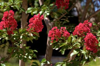 Lagerstroemia indica oya ağacı Red Imperator