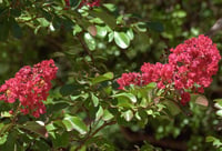 Lagerstroemia indica oya ağacı Red Imperator