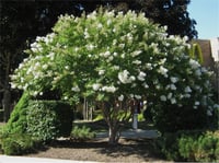 Lagerstroemia indica oya ağacı Sarahs Favorite