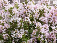 Lagerstroemia indica oya ağacı whit love Babe