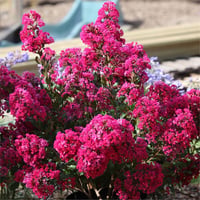 Lagerstroemia indica oya ağacı whit love Kiss