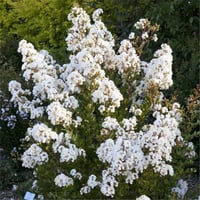 Lagerstroemia indica oya ağacı whit love Virgin