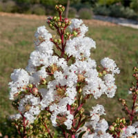 Lagerstroemia indica oya ağacı whit love Virgin
