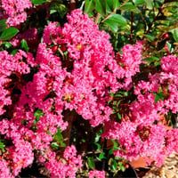 Lagerstroemia indica oya ağacı whit love Kiss
