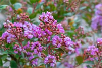 Lagerstroemia indica oya ağacı whit love Eternal