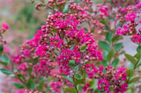 Lagerstroemia indica oya ağacı whit love Kiss
