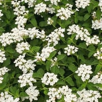 Lantana camara Ağaç Mine Çalı Mine Beyaz Çiçekli fidanı