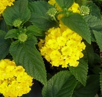 Lantana camara Ağaç Mine Çalı Mine Sarı Çiçekli fidanı