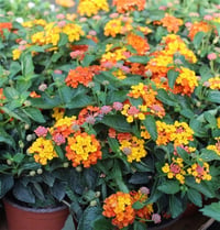 Lantana camara Ağaç Mine Çalı Mine Turuncu Çiçekli fidanı