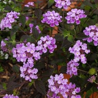 Lantana camara Ağaç Mine Mor Çiçekli Çalı Mine fidanı