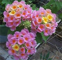 Lantana camara Ağaç Mine Pembe Çiçekli Çalı Mine fidanı