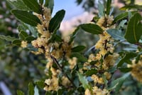 Laurus nobilis Defne fidanı