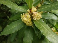 Laurus nobilis Defne fidanı