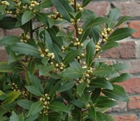 Laurus nobilis Defne fidanı