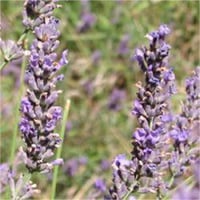 Lavandula angustifolia Abrial Lavanta fidanı