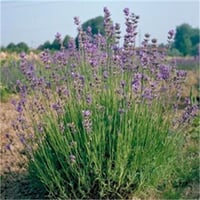 Lavandula angustifolia Grosso Lavanta fidanı