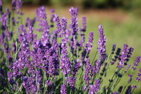 Lavandula angustifolia Lavanta fidesi
