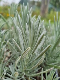 Lavandula angustifolia Lavanta fidesi