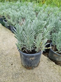 Lavandula angustifolia Lavanta fidesi