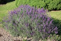 Lavandula angustifolia Sevtopolis Lavanta fidesi