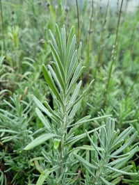 Lavandula angustifolia Sevtopolis Lavanta fidesi