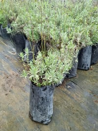 Lavandula angustifolia Sevtopolis Lavanta fidesi