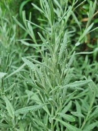 Lavandula Dentata Fransız Lavanta fidesi