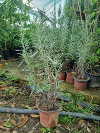 Lavandula Dentata Fransız Lavanta fidesi