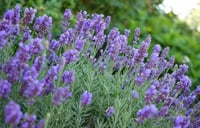 Lavandula intermedia Lavanta fidesi