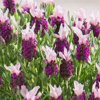 Lavandula stoechas Bandera Pink İspanyol lavanta fidanı