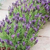 Lavandula stoechas Bandera Purple İspanyol lavanta fidanı