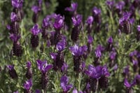 Lavandula stoechas Karabaş otu İspanyol lavanta fidanı