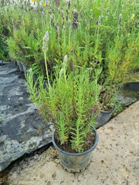 Lavandula stoechas Karabaş otu İspanyol lavanta fidanı