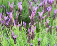 Lavandula stoechas pedunculata İspanyol Lavanta fidanı