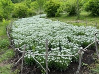 Leontopodium Blossom of Snow