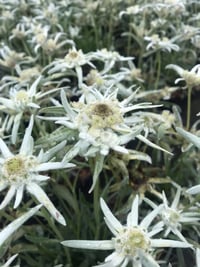 Leontopodium Blossom of Snow