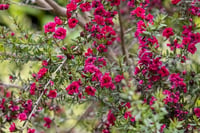 Leptospermum scop. Autumn Glory okyanus mersini manuka çay ağacı - 20-40 cm