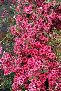 Leptospermum scop. Crimson Glory okyanus mersini manuka çay ağacı