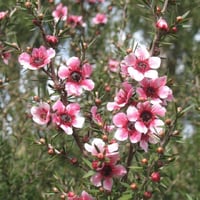Leptospermum scop. Martinii okyanus mersini manuka çay ağacı