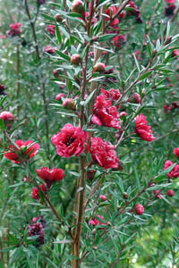 Leptospermum scop. Red Damask okyanus mersini manuka çay ağacı