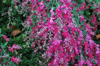 Lespedeza thunbergii Japon Tırfılı fidanı