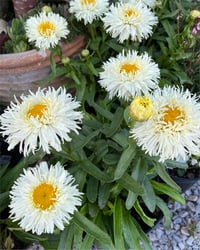Leucanthemum Coconut Katlı margarit papatya fidesi