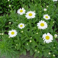 Leucanthemum (S) Superbum Becky Margarita Papatya fidesi