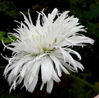 Leucanthemum Santé Katmerli Margarita papatya fidanı